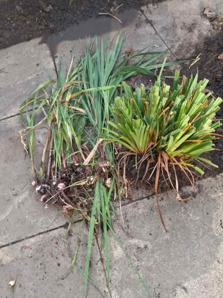 Photo of free Plants out of my garden, no Idea what they are, (Bilton HG1) #1