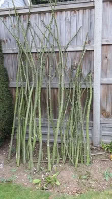 Photo of free Bunch of Plant Support Sticks (CT8) #1