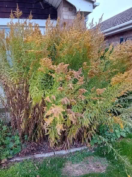 Photo of free Golden rod (Grove OX12) #1