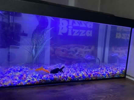Photo of free Fish Tank (Canvey SS8) #1