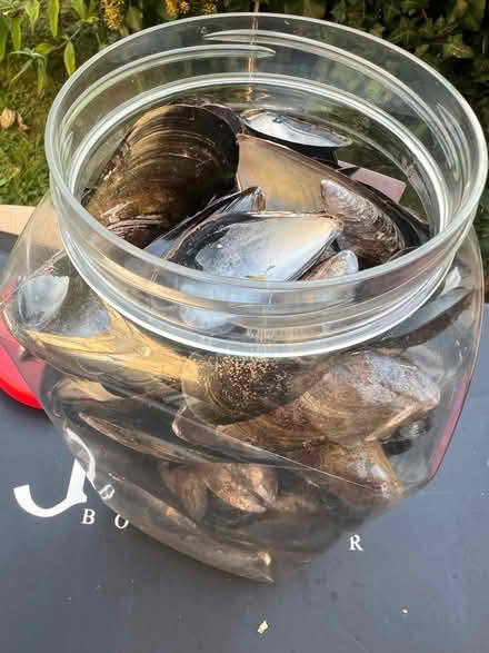 Photo of free Muscle shells (Weston) #1