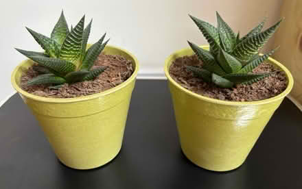 Photo of free 2 Baby Haworthia Succulents (Wigston Magna) #1