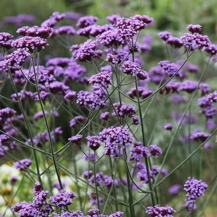 Photo of free Verbena Bonariensis plant bare-rooted (Clevedon BS21) #1