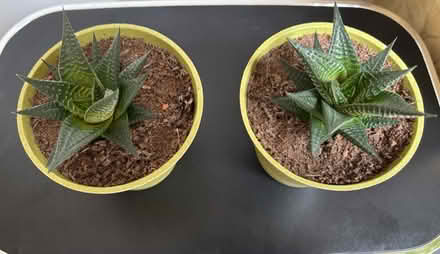 Photo of free 2 Baby Haworthia Succulents (Wigston Magna) #2