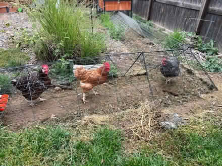 Photo of free Chickens + Coop & feed (East Morrison near Home Depot) #1