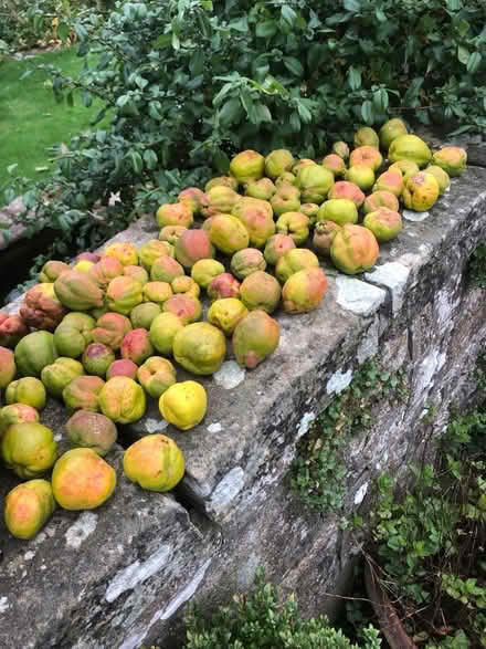 Photo of free Quinces (Hornby LA2) #1