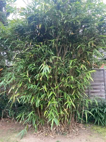 Photo of free Bamboo (Sheddingdean RH15) #1