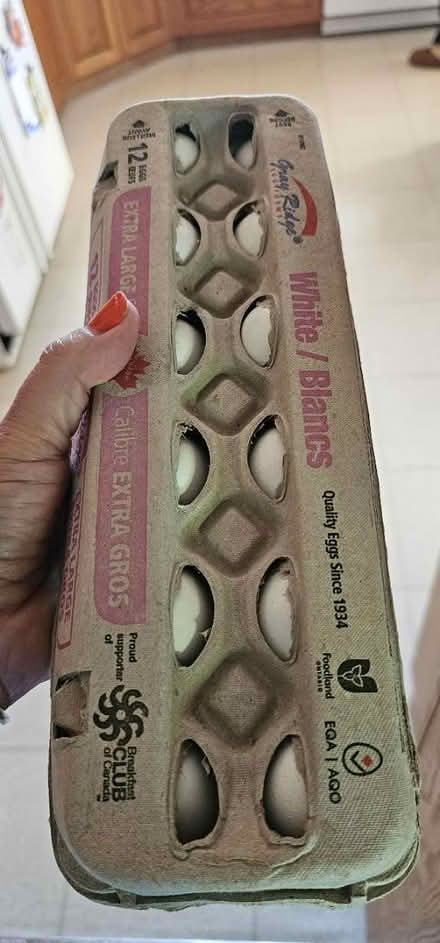 Photo of free Eggs (Stanley Park Kitchener) #1