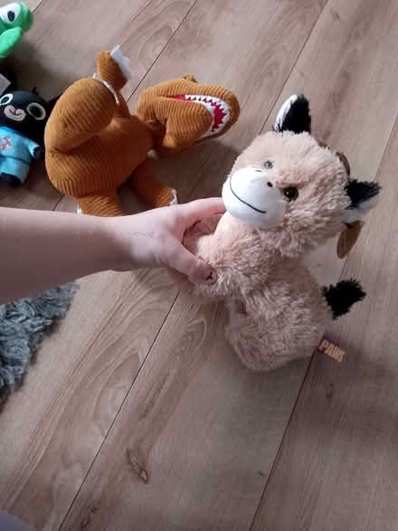 Photo of free Teddies (Tarvin CH3) #2