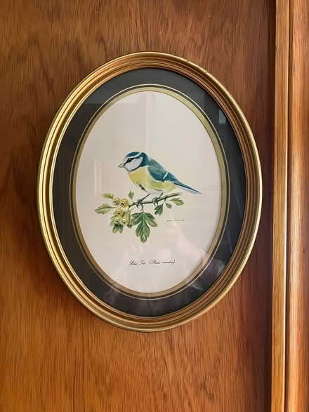 Photo of free Eric Tenney Blue tit framed picture (Ballyvolane) #1