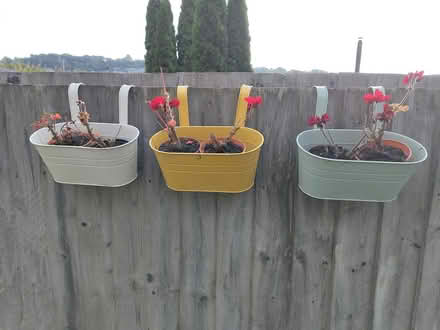Photo of free Pelargonia flowers (BA2) #1