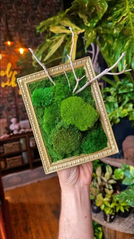 Photo of Living moss (St George Street) #1