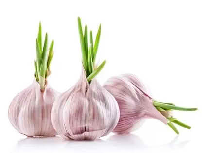 Photo of Garlic Bulbs (Orgreave S13) #1