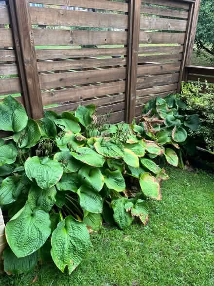Photo of free Hostas (Grosvenor) #1