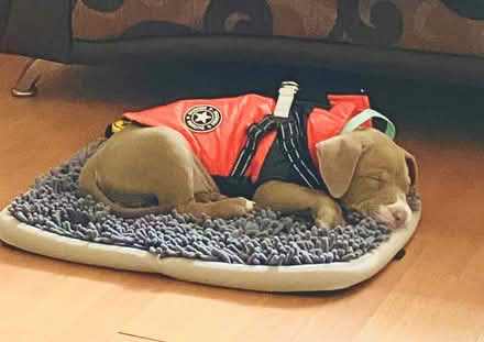 Photo of free Small Pet/Puppy items (Wolverhampton WV10) #1