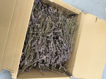 Photo of free Dried lavender (Beauchief S8) #2