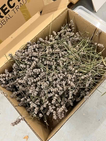 Photo of free Dried lavender (Beauchief S8) #1