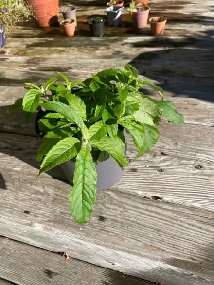 Photo of free Buddliea sapling (Merchiston EH10) #2