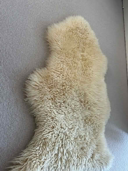 Photo of free Cream sheepskin rug (Wimbledon Village SW19) #3