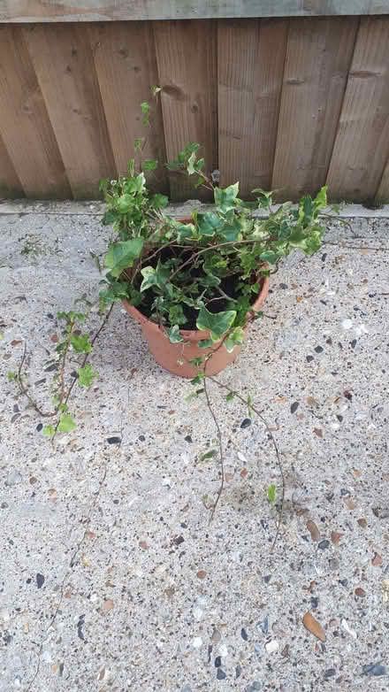 Photo of free Variegated Ivy For Your Winter Tub Displays (Cressex HP12) #1