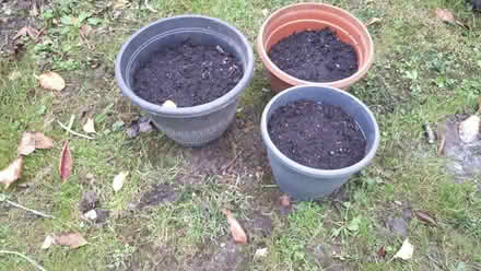 Photo of free Surprise Potted Spring Bulbs (Cressex HP12) #1