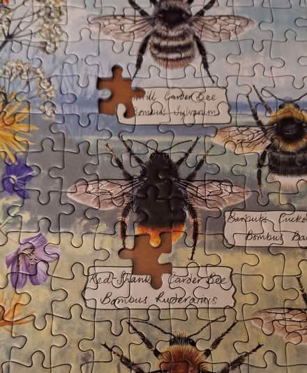 Photo of free Brilliant Bees jigsaw puzzle. (Stotfold SG5) #2