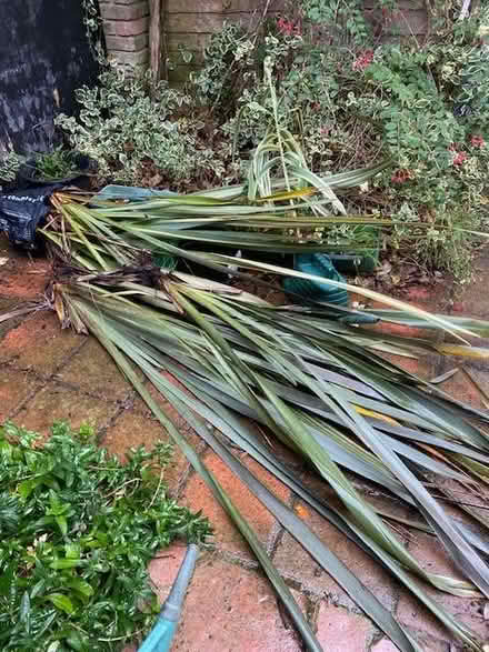 Photo of free 2 x phormium plants / New Zealand flax (CT11) #1