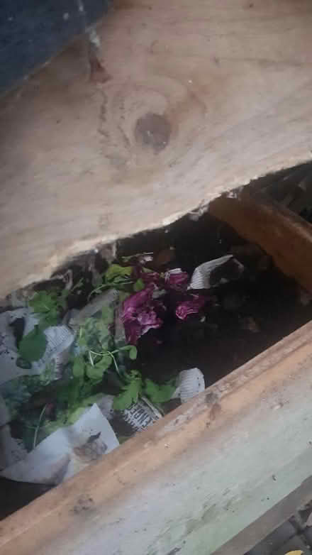 Photo of Worms for wormery (Norham Manor OX2) #1