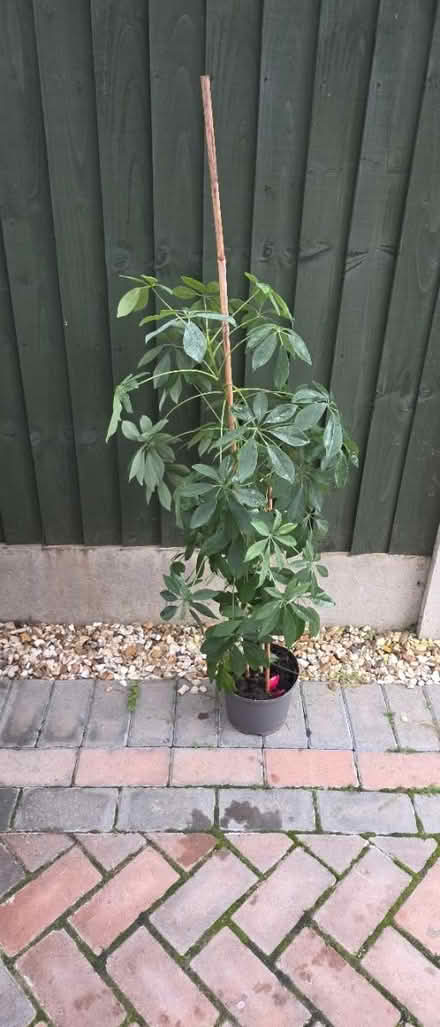 Photo of free House Plant (Gloucester) #1