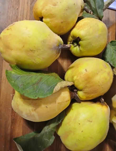 Photo of Quince fruit (Barnwell) #1