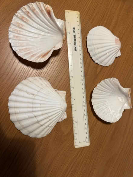 Photo of free Scallop shells (BH17) #1
