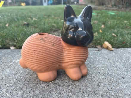 Photo of free Rabbit Chia Pet (Farmington Hills) #1
