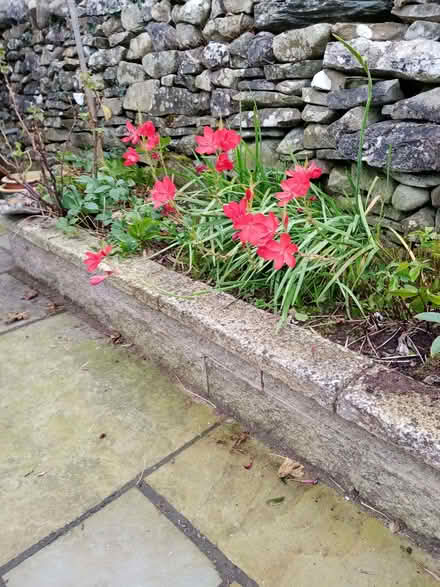 Photo of free Plants - River Lilies (Natland LA9) #1