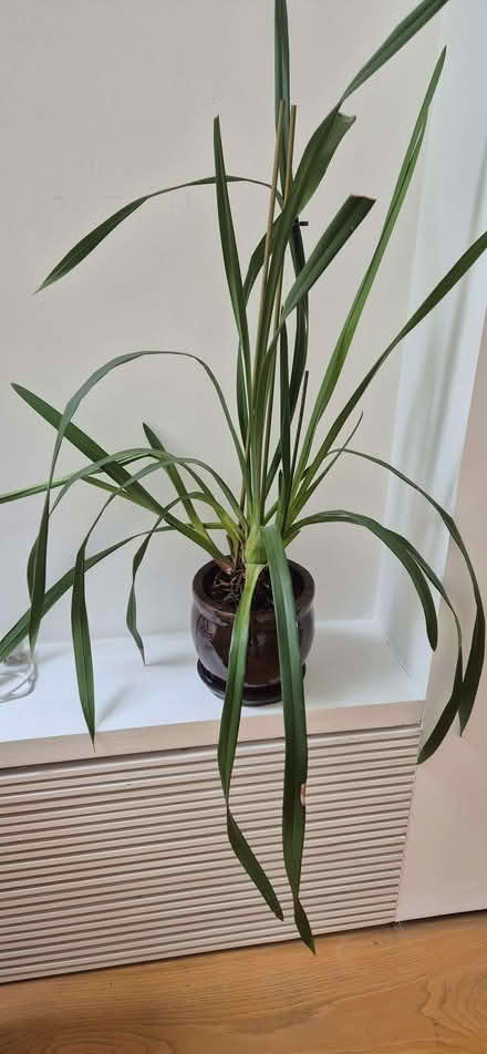 Photo of free orchid plant with pot and saucer (Earls Court SW10) #1