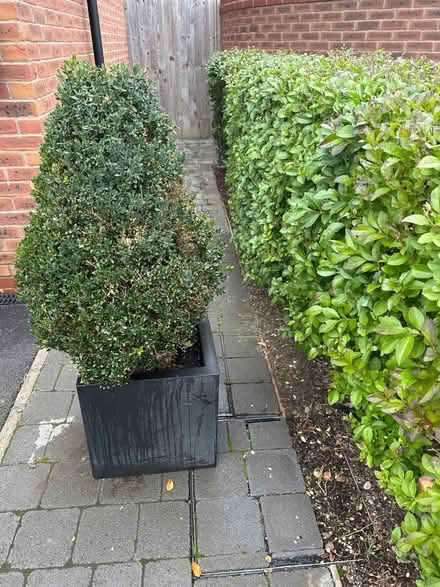 Photo of free Mature conical box tree in Capi Europe planter (Woodford SK7) #1