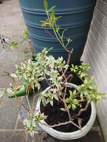 Photo of free 2 Pieris Plants (Saltaire BD18) #1
