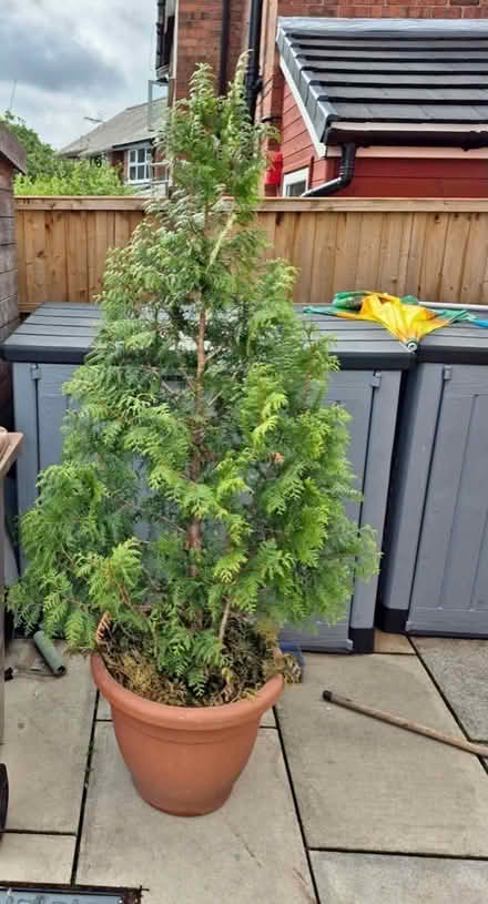 Photo of Small conifer in a pot (Northern Moor M23) #1