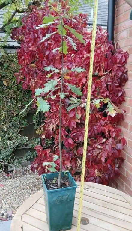 Photo of free Oak sapling 2ft tall (overall height incl pot = 3ft) (Bicester OX26) #1