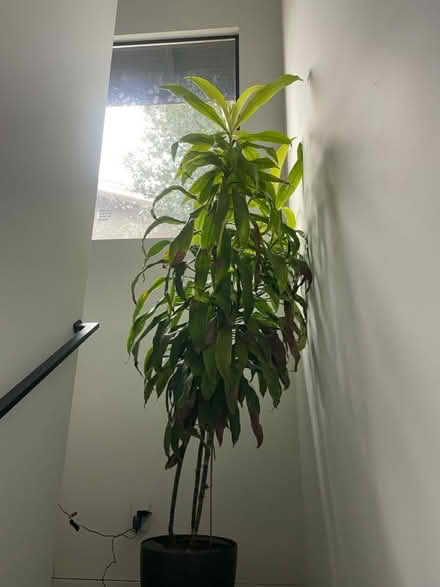 Photo of free Dracaena Indoor Plants (Berkeley) #2
