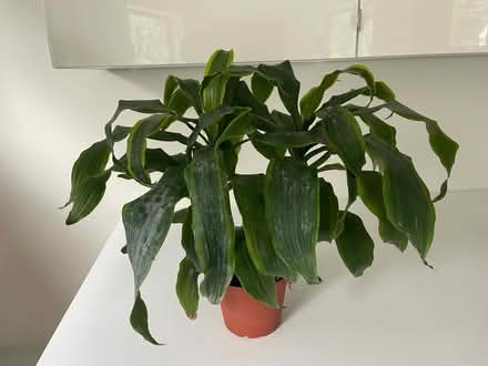 Photo of free Dracaena Indoor Plants (Berkeley) #1