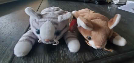 Photo of free Kitty Beanie babies (Springfield - Scenic Hills) #1