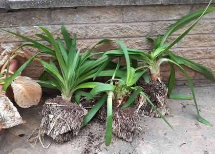 Photo of free agapanthus plants x 4 (Elworth CW11) #1