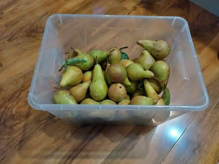 Photo of free Pears (Old Town TN40) #1