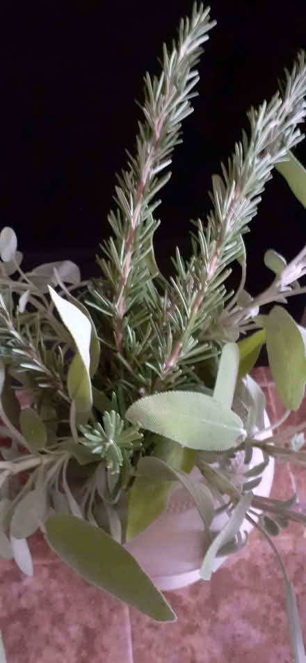 Photo of free Rosemary and Sage cuttings (Hellesdon NR6) #1