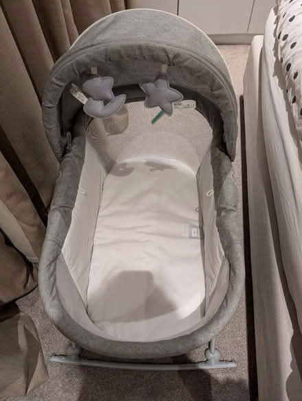Photo of free New born mosses basket (Crystal palace) #1