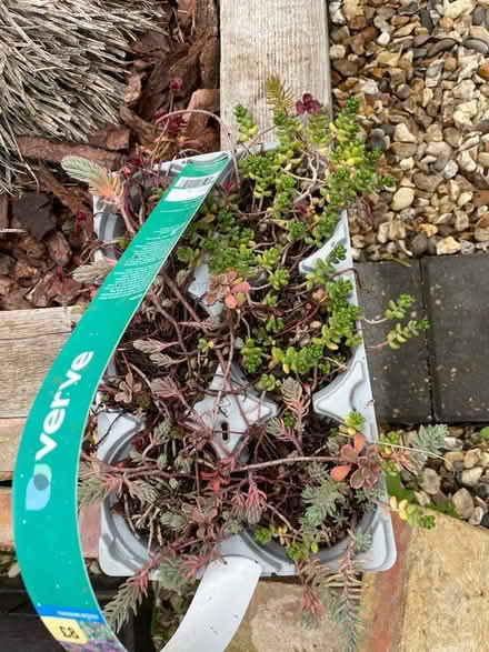 Photo of free Rockery Plants (Northcourt OX14) #2