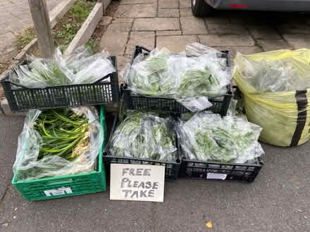 Photo of free fresh herbs and spring onions (Barbourne WR3) #1