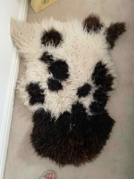 Photo of free Sheepskin Rug (Ashton Hayes CH3) #1