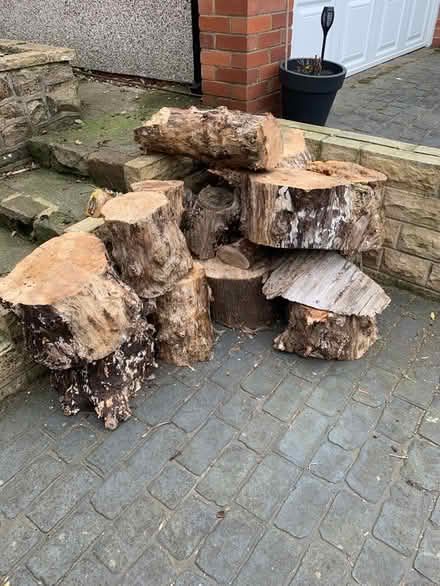 Photo of free Logs (Belle Isle LS10) #1
