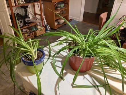 Photo of free Two Healthy Spider Plants (West Windsor) #1